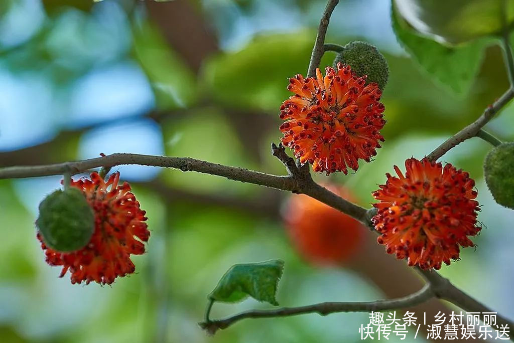 果实|山里的野果是农村童年最珍贵的零食,吃过的至少是90后