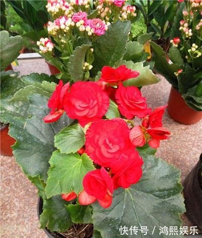 丽格海棠难过夏简单了解并不难,叶片翠绿,花色丰富!