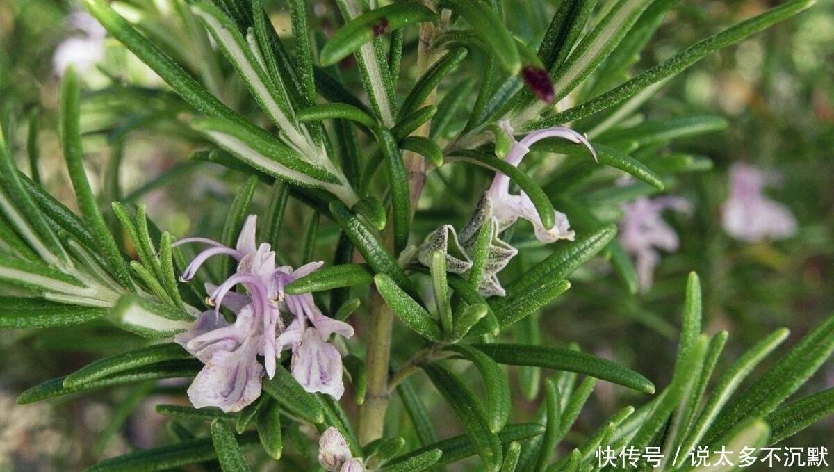 “迷迭香”闻起来是香,但是养起来很烦?谁告诉你的,其实很简单