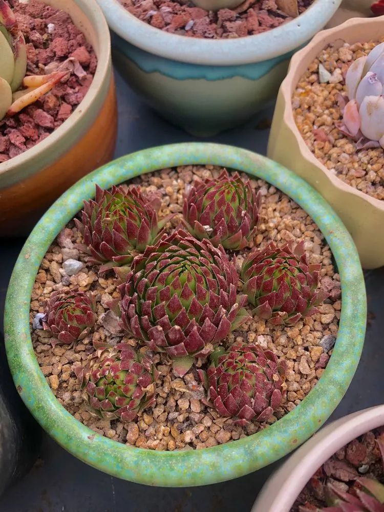 白月影|多肉小白三年励志对比养自己的花,爱自己的宇宙!