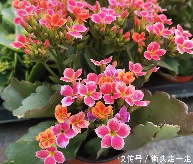 45种长寿花,个个都美爆了,你家养了多少种?