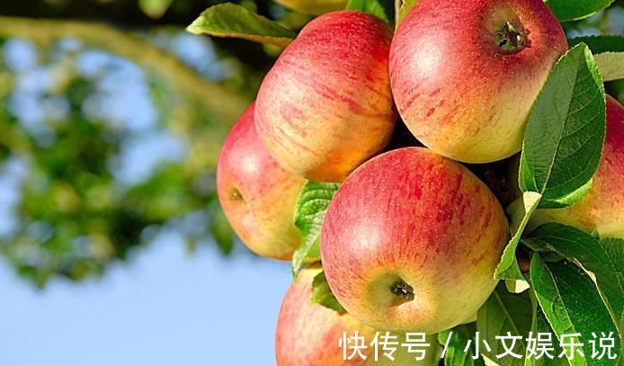 维生素c|立秋后,常吃苹果好处多,但切忌与一物同食,却有很多人不清楚