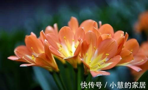 柳树皮|养好君子兰要先养好根,四种东西养根又护根,是多年经验的积累