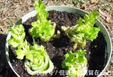 超市|逛超市2种菜要买带根的，栽到花盆里，能当绿植养，采收一整年！