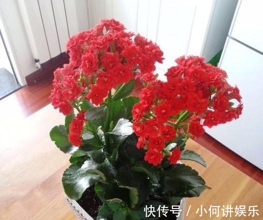 枝条|养长寿花,喝点这种“促花水”,肥效足促开花,轻轻松松养爆盆