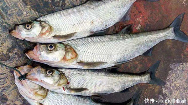 鱼钩|民间钓翘嘴鲌鱼的五种方法,盛夏高温鱼难钓,这种鱼反而更好钓