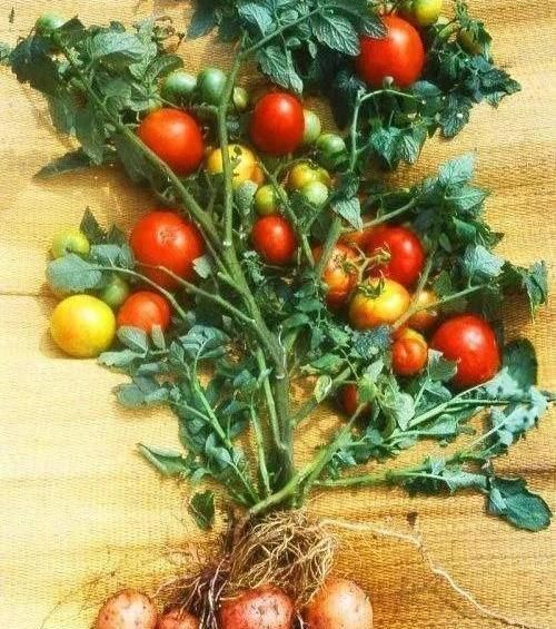 植物|没地种花种菜,没时间浇水几个塑料瓶就能解决,DIY变废为宝