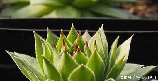 温度|如何让多肉变成糖果色?从4方面下功夫,个个不再带“菜色”