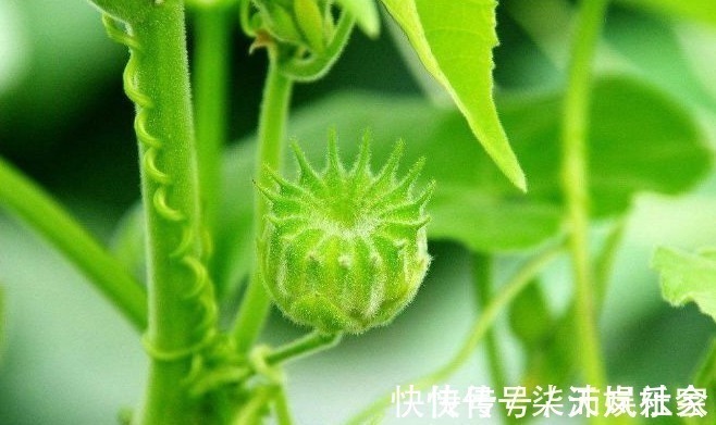 清热解毒|常吃此野菜，能清热解毒，润肠通便，值得分享给家人