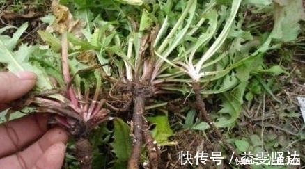 我们来了|蒲公英和“它”是,两者是绝搭品,坚持泡水喝一周,或许能改变胃