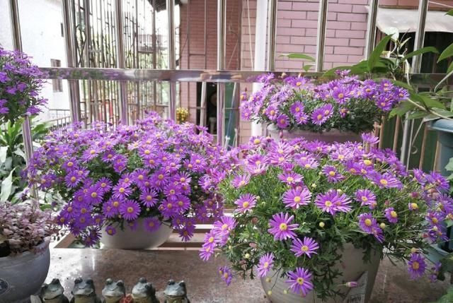 5种花叫做“度夏难”,到了夏天就黄叶干枯,花友年年养年年买