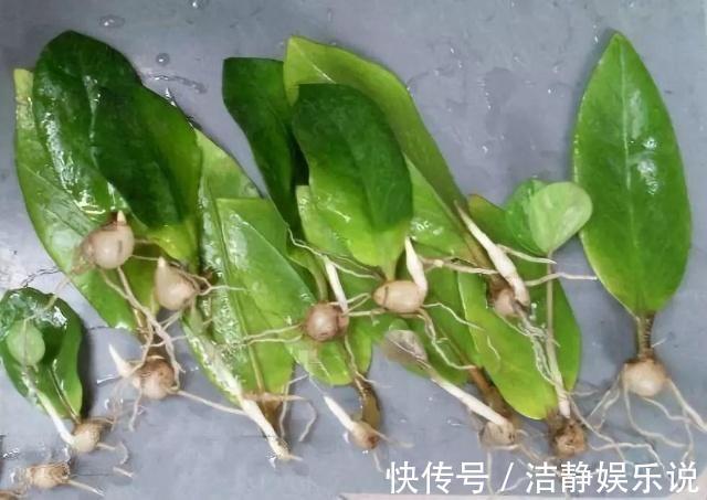 客厅放上这种“招财树”，剪1片叶子，扦插土里就能活，旺财养人