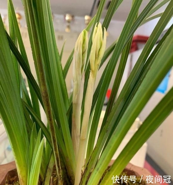 兰草真抗旱，放在老家的兰草，2个月没浇水，叶子依然挺拔