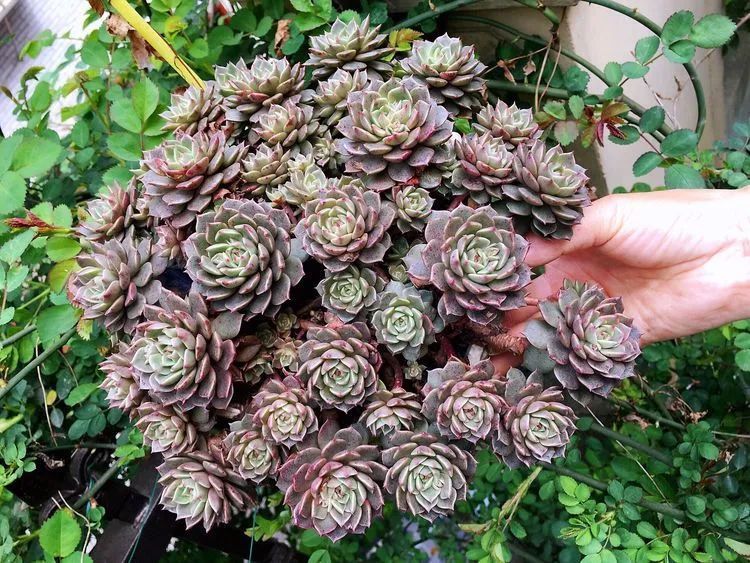 养多肉会上瘾，3年养了500多盆，既美化了环境又愉悦了心境！