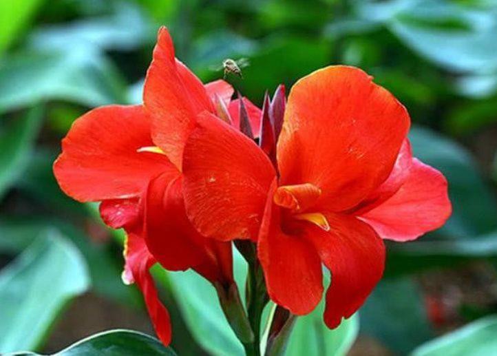 4种花是花中劳模,一年四季开不停,养在庭院超美的