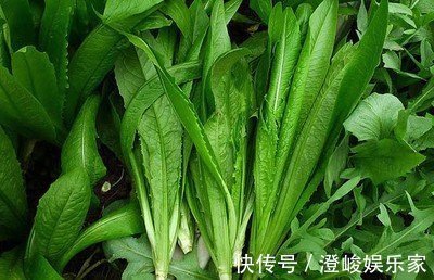 蒲公英|此菜是天然的安眠药,而且还可预防感冒,治咳嗽