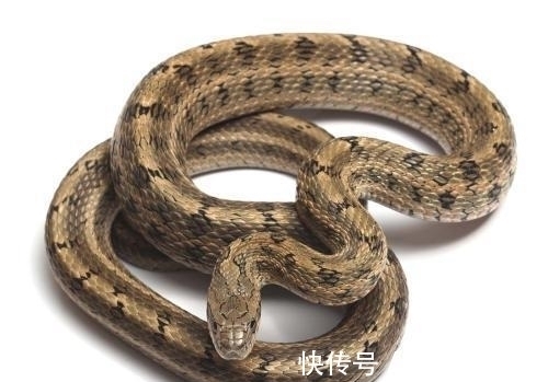 明皇杂录@土耳其一个姑娘,肚子疼去医院检查,医生:你肚子里有三条蛇