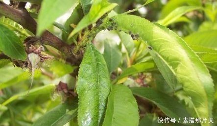 植物小知识!桃树叶用途神奇,8大知识赶紧来get吧