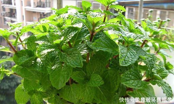 阳台上|这四种花草，随便摆一盆在家，蚊子不见了，驱蚊好养又漂亮