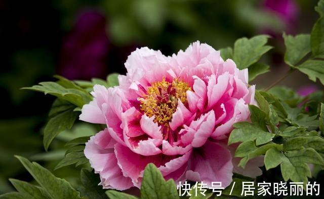 天气变冷,14种花别急着搬到室内,否则不开花或者开花少