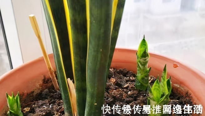 脾气|虎皮兰闹脾气不出新芽怎么办？学会这两招，不出也得出