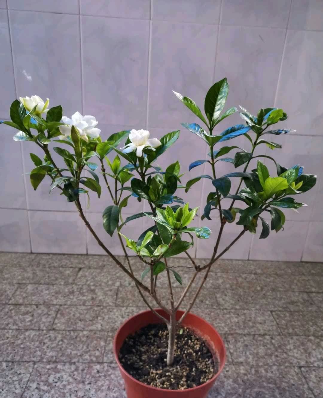 春天,这八种花剪个枝插土里就活,养养就开花,错过就要等明年了