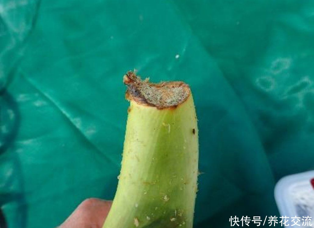 用水苔养花的6大好处，烂根植物轻松救活，枯萎的多肉能重新生根