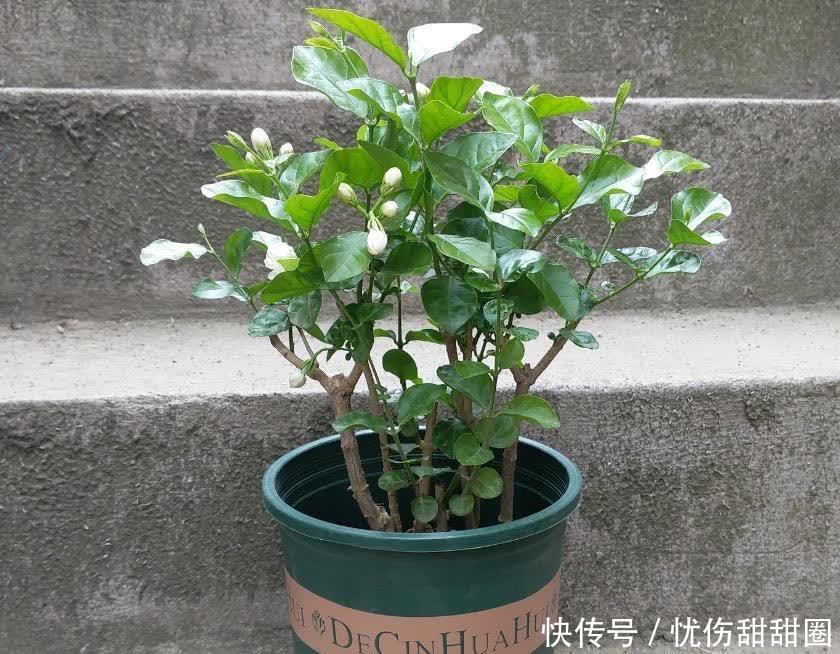 修剪|养茉莉花有“3点”很重要,株型更美,开花更多,又香又好看