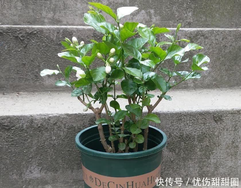 修剪|养茉莉花有“3点”很重要，株型更美，开花更多，又香又好看