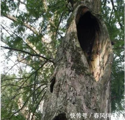 碰碰香|不管有钱没钱,家里养这十种植物,招财镇宅又养人