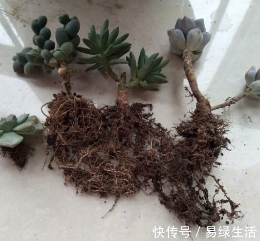 裸根多肉|换盆不做这件事，就等于白换了，一年也不长个