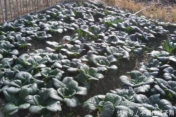 大白菜|农村有种野菜，人称“雪下羊肉”，外形像大白菜，涮火锅是一绝！