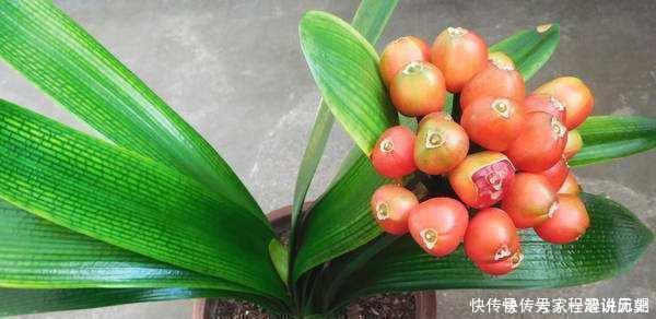 君子兰|君子兰“离不开”2种水,1年换着“浇”,冒“白根”、开花多