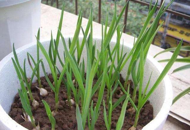大蒜上下切两刀,找个废油桶埋进去,大蒜苗割一茬长一茬