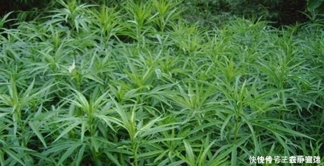艾草|农村常见野草酷似艾草,其实算万能药材,做饺子也是一绝