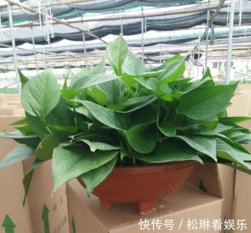 肥料|绿萝叶子发黄跟爷爷“学1招”，7天油绿起来，叶片巴掌大！
