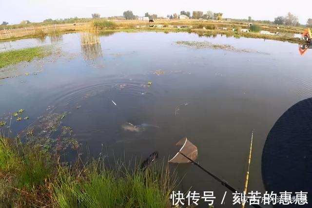 应对冬季特有的鱼情变化,掌握这几点大鲫鱼连竿上!