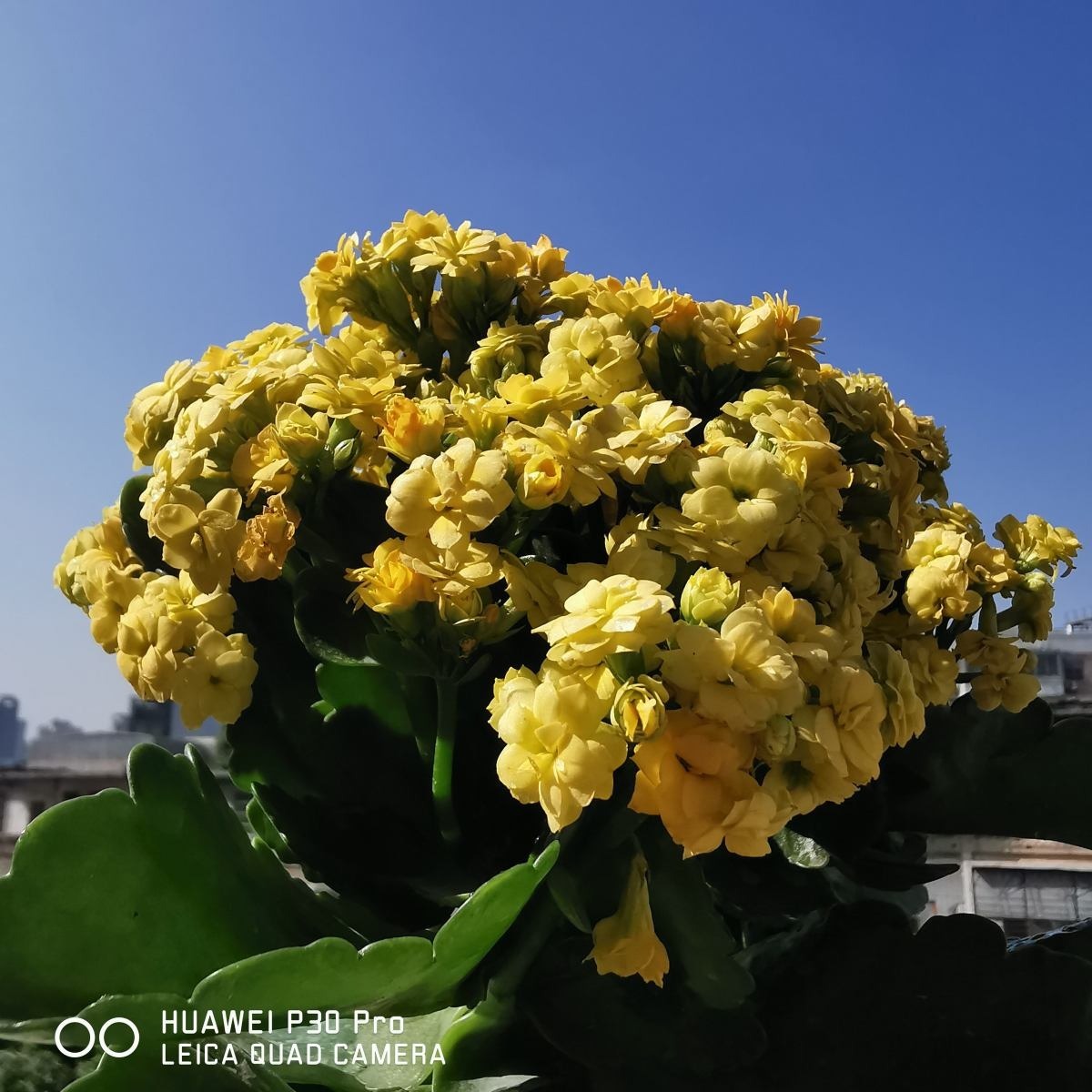 浇水|长寿花现在还不冒花苞,赶紧用个“狠招”,很快就开花爆盆
