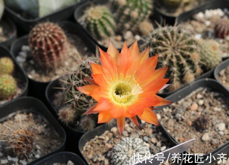 云南地区|这3种花是“速生苗”，在北方价格便宜也别买，都是过来人的经验