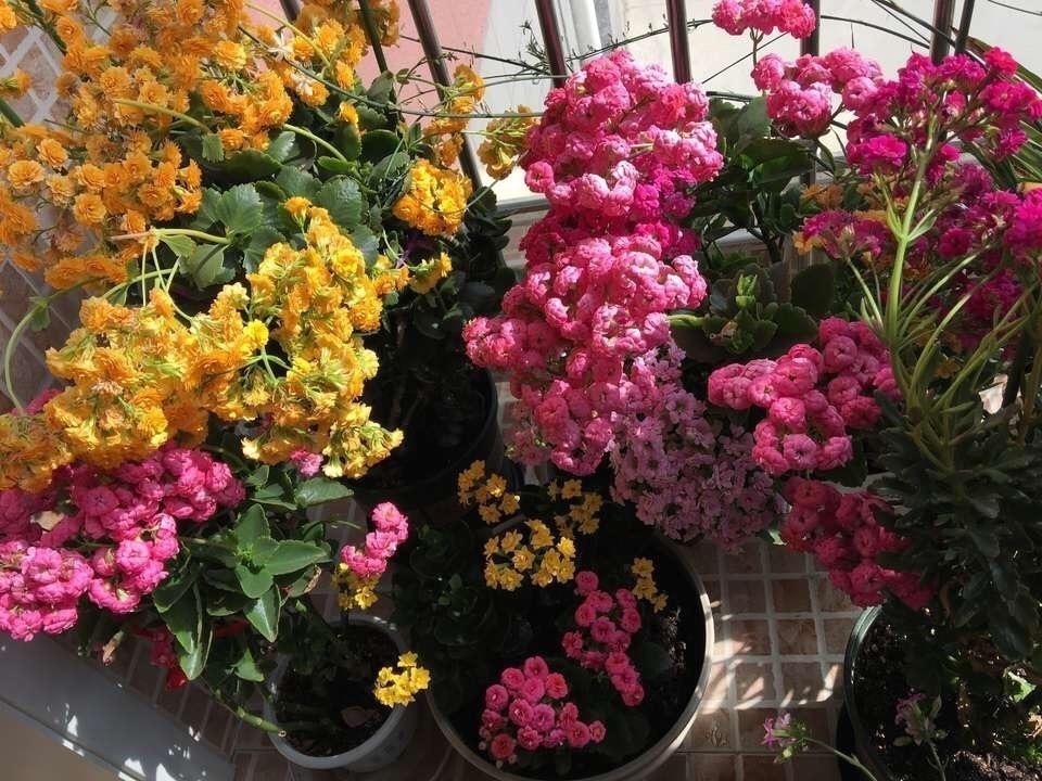 叶片|养2种花“不用等”，现在扦插、20天生根发芽，入冬就开花