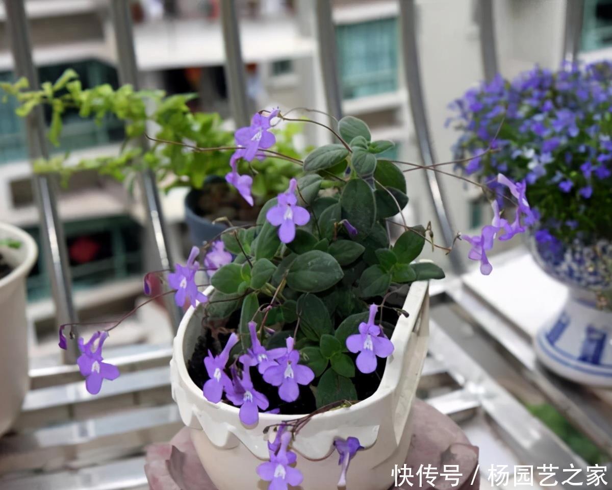 植株|封闭阳台不能养花?才不是呢!选这几种,打造自己的小花园