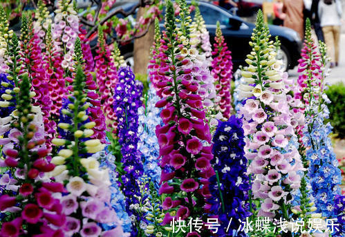 被名字耽误的8种花,好养好看开花惊艳,你最喜欢哪种?