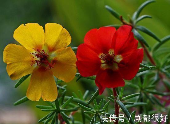 农历|农历7月14日开始，养花养个耐看的，一花多色，四季有花开