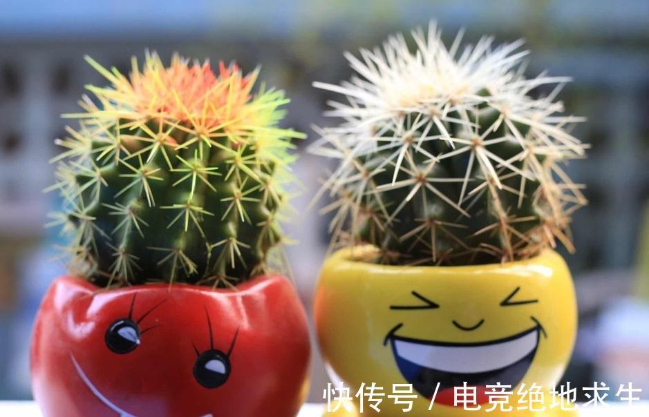 仙人球如何养,弄懂这些基础知识,也能养得像篮球一样大