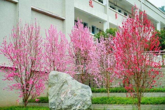 雅安校园的春天！有你的学校吗？