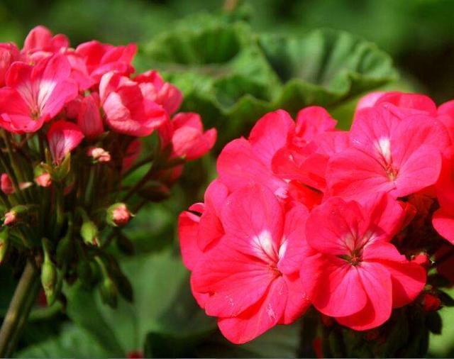 花期|新手爱花试试这两种,找根枝条就能扦插,从现在开花到来年春