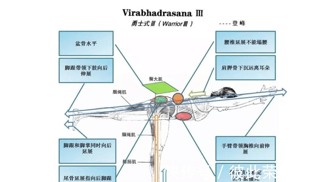 关节|瑜伽人须知的6个解剖学术语,附12个站立体式解剖图!