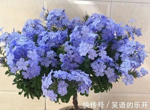 浇水|全民公认,天热值得入手的8种花,粗放管理开花贼漂亮