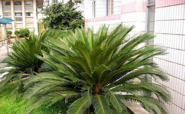 这几种花寿命长,一盆能活几十年,养在家里能当传家宝