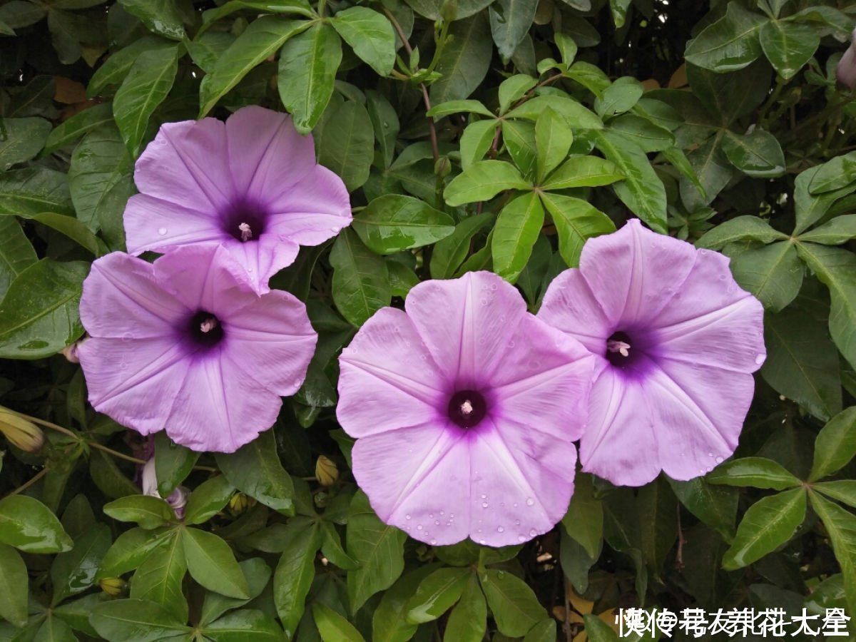 农村|3种花容易“上房揭瓦”，尤其是住在农村，栽种一定要谨慎